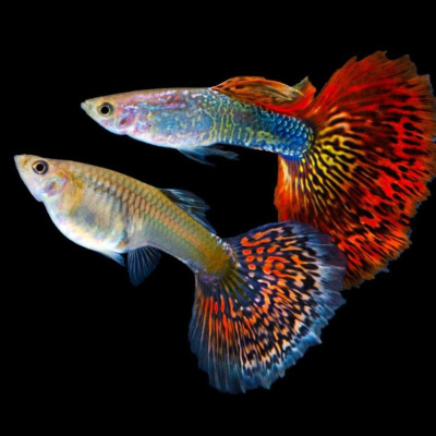 Гуппи Ассорти PREMIUM ♂